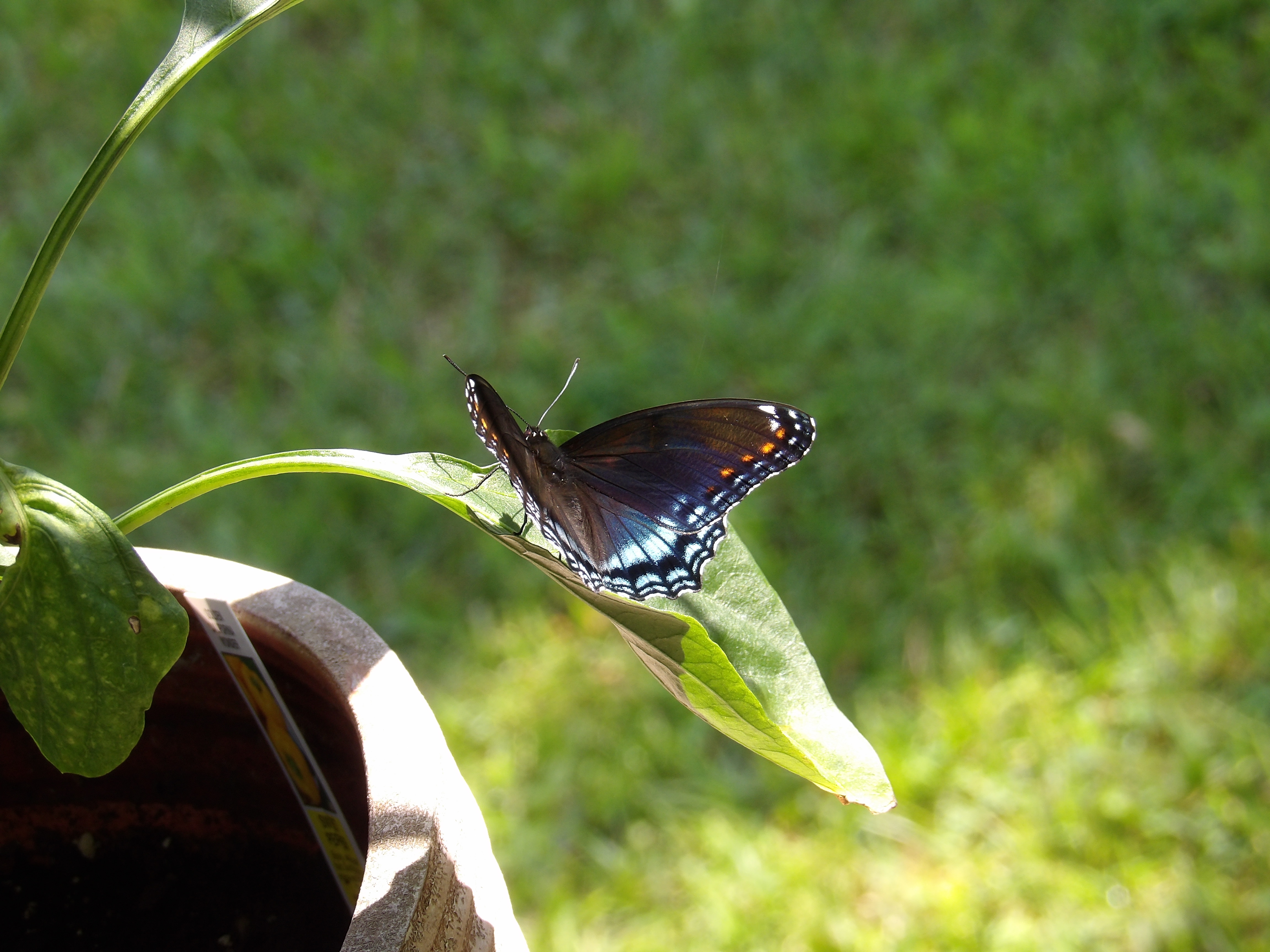 Butterfly